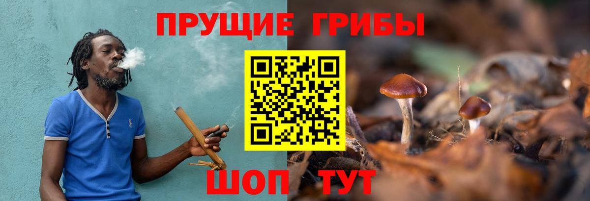 Псилоцибиновые грибы GOLDEN TEACHER  Будённовск 